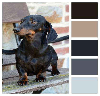 Dog Domestic Animal Dachshund Image